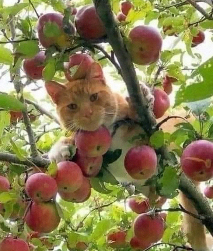 Ginger cat sitting in an apple tree 