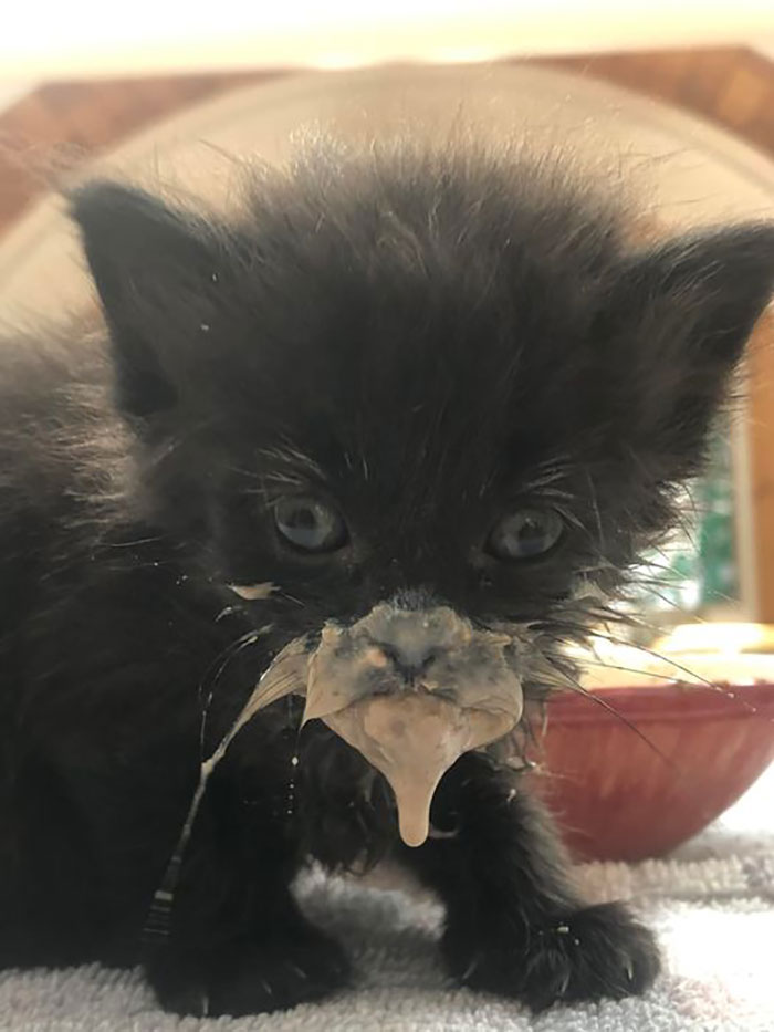 Small black cat with his face covered in milk 
