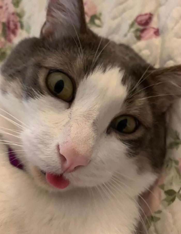 Cat with his tongue out 