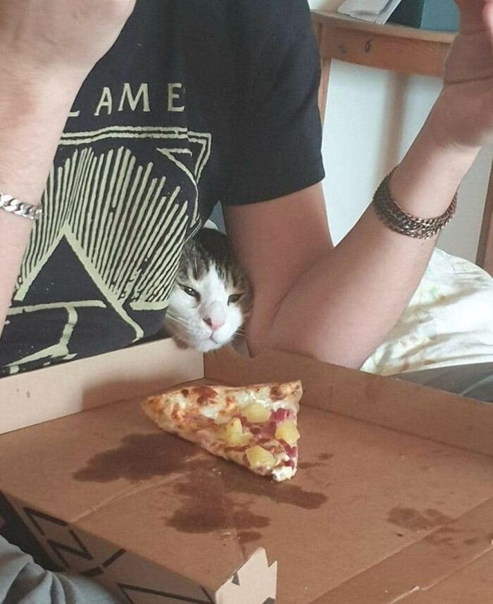 Cat looking at the last slice of pizza in the box 
