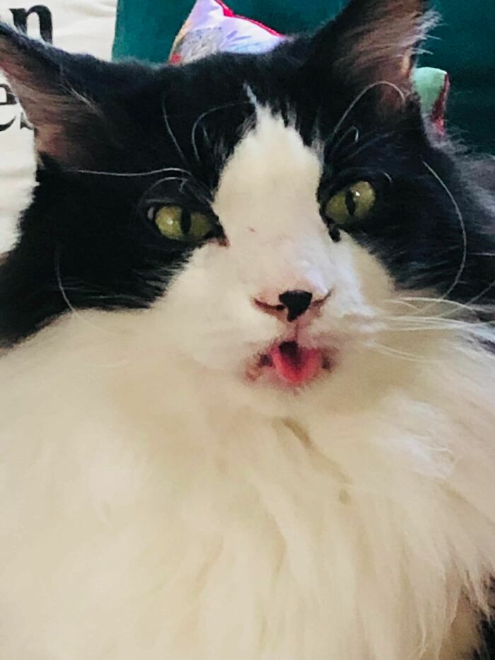 Derpy black and white cat with his tongue out 