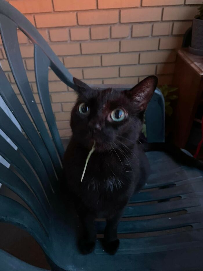 Black cat sitting on a chair with branch in her mouth 