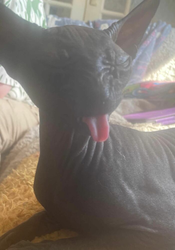 Black cat with her tongue out 