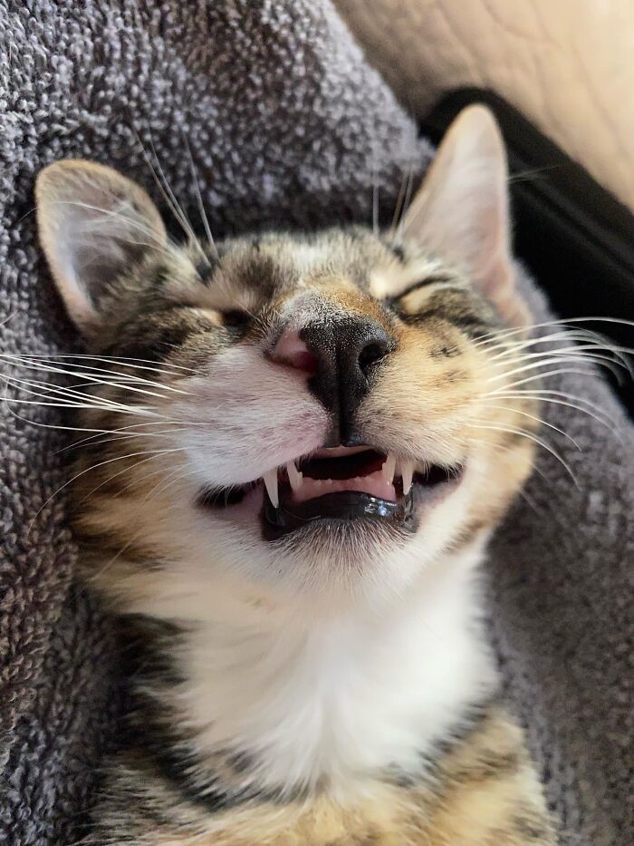 Happy cat smiling while a sleep 