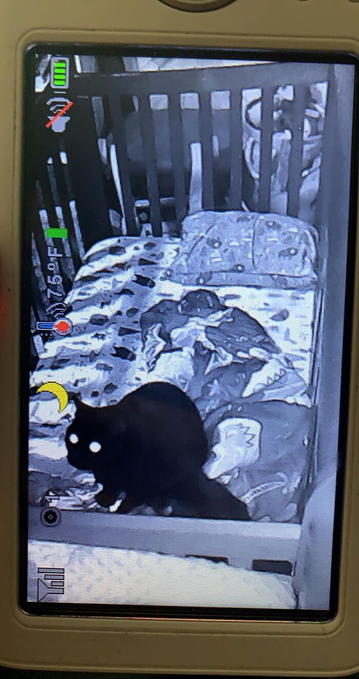 Black cat in childs bed on a camera screen 