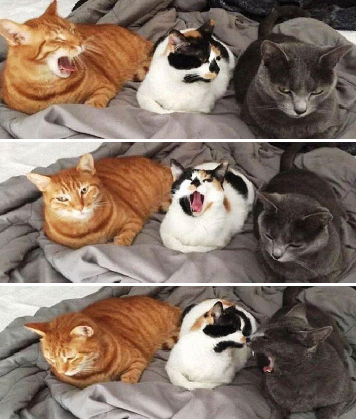 Ginger, grey and mixed colors cats yawning 