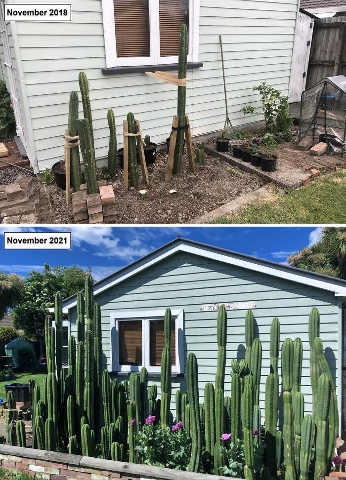 Mi pequeña plantación de cactus ha salido bien