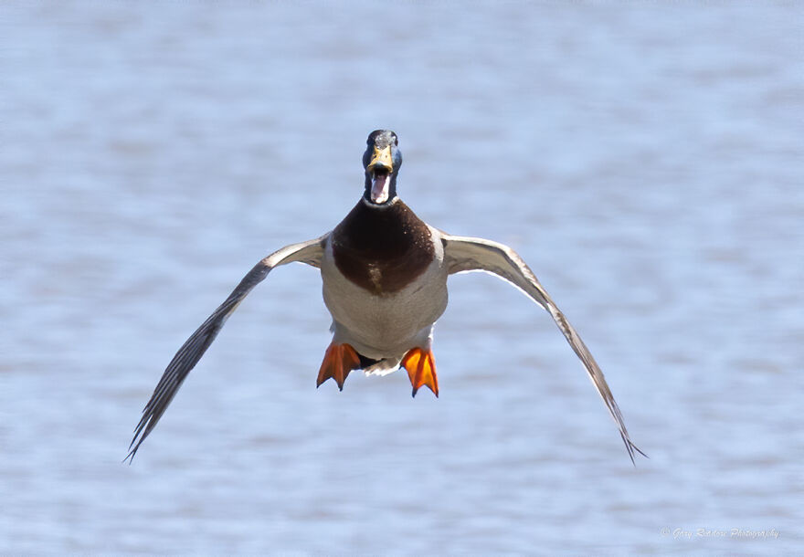 "Duck Coming In Hot" By Gary Readore