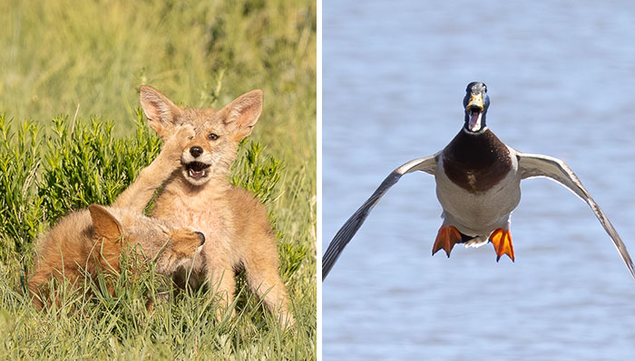 Los premios de fotografía Comedy Wildlife 2022 presentan 15 de las fotos más divertidas por ahora