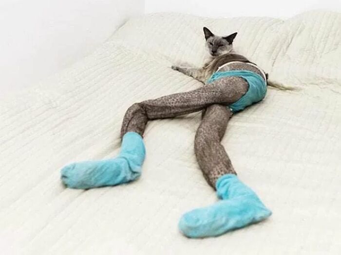 25 Cats That Amazed Everyone By Wearing Tights