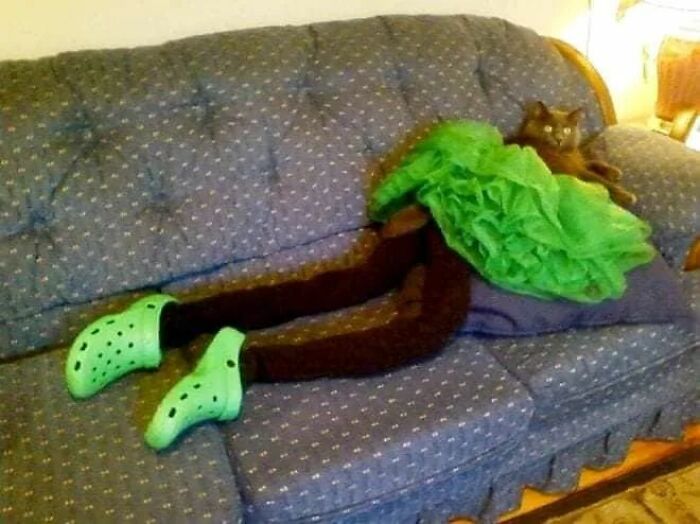 25 Cats That Amazed Everyone By Wearing Tights