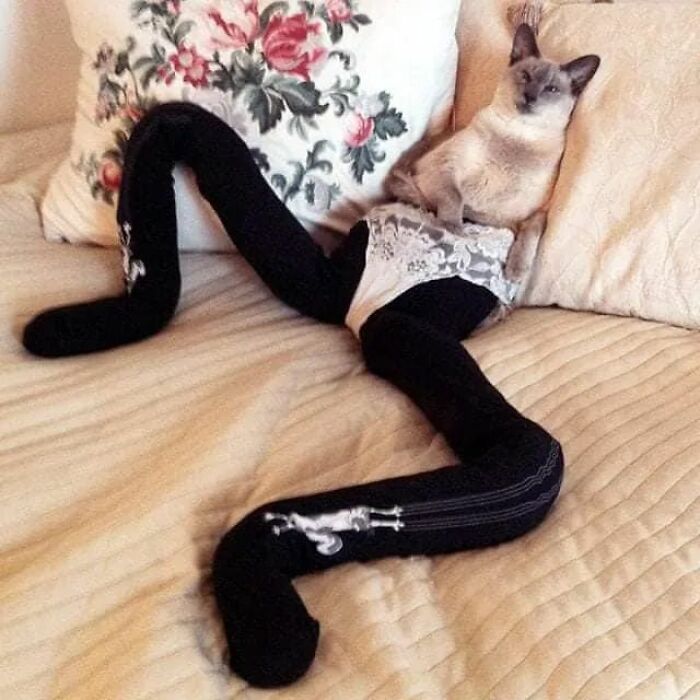 25 Cats That Amazed Everyone By Wearing Tights