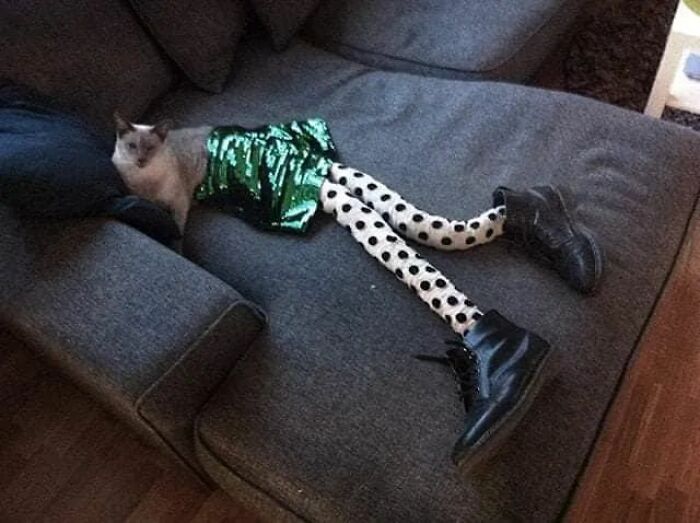 25 Cats That Amazed Everyone By Wearing Tights