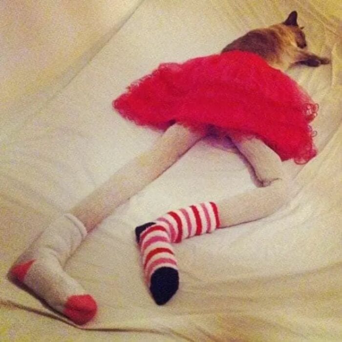 25 Cats That Amazed Everyone By Wearing Tights