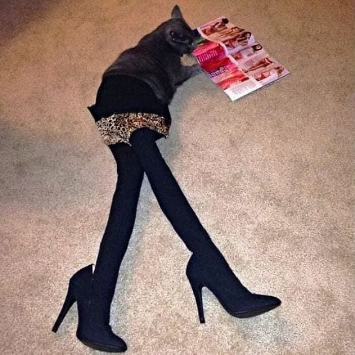 25 Cats That Amazed Everyone By Wearing Tights