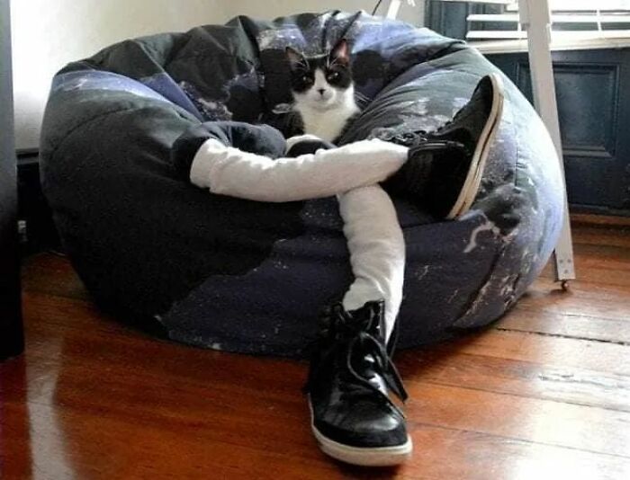 25 Cats That Amazed Everyone By Wearing Tights