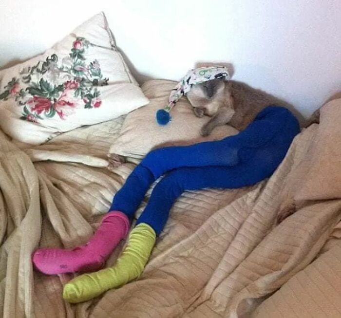 25 Cats That Amazed Everyone By Wearing Tights