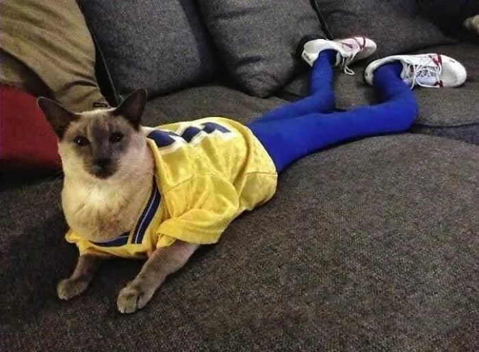 25 Cats That Amazed Everyone By Wearing Tights
