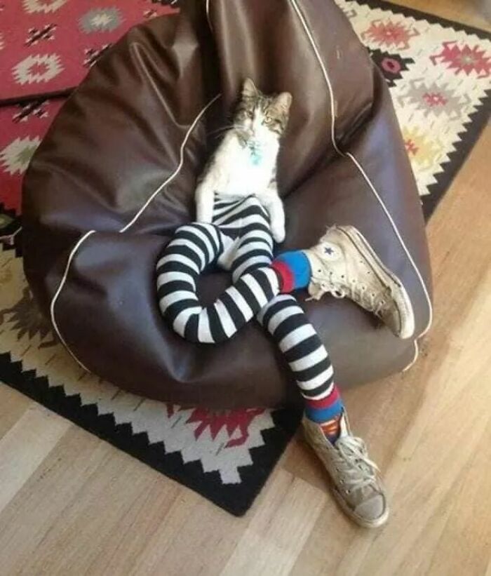 25 Cats That Amazed Everyone By Wearing Tights