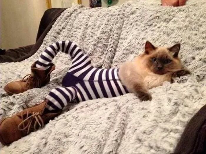 25 Cats That Amazed Everyone By Wearing Tights