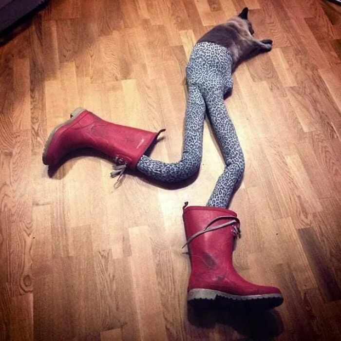 25 Cats That Amazed Everyone By Wearing Tights