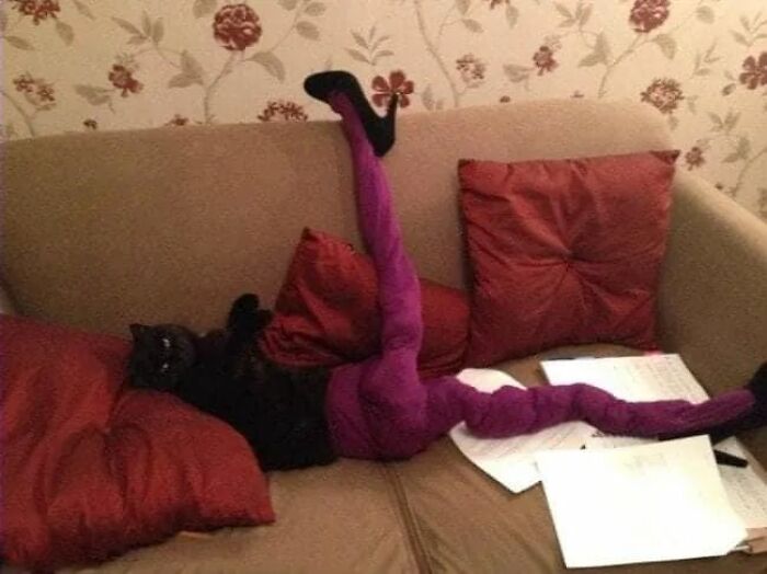 25 Cats That Amazed Everyone By Wearing Tights