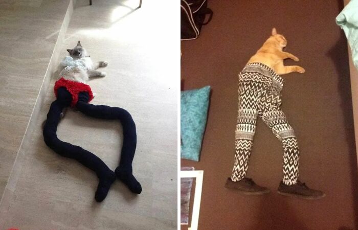 25 Funny Cats Wearing Tights