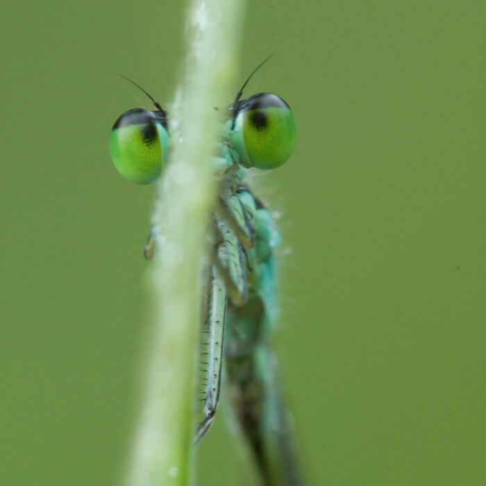 Damselflies Have A Temper, And My 6 Photos Will Prove It