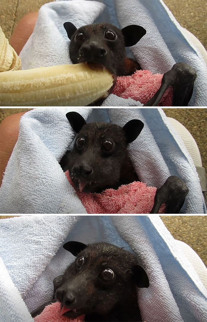 Baby Bat Chowing Down On Banana