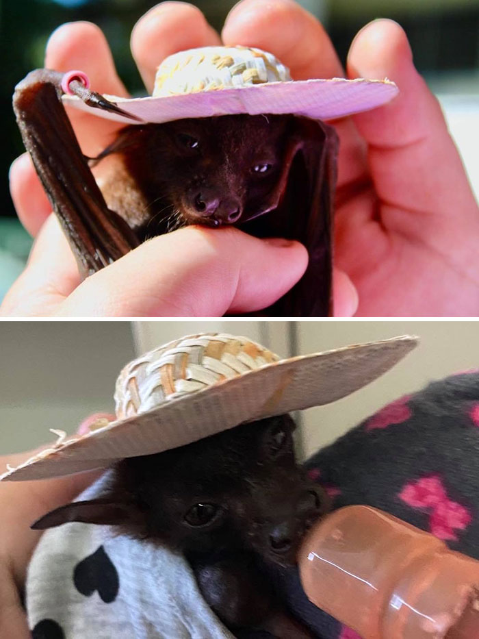Bats In Hats