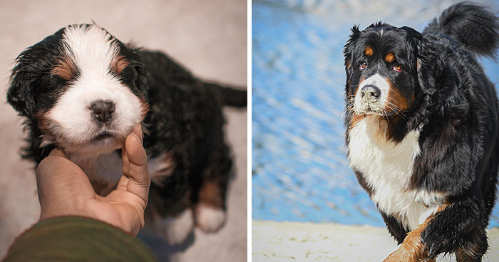 I Photographed My Girlfriend’s Bernese Mountain Dog For 4 Years Following His Journey From Puppy To Adult (40 Pics)