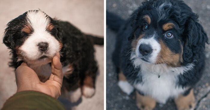 I Photographed My Girlfriend’s Bernese Mountain Dog For 4 Years (40 Pics)