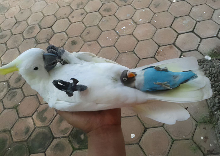 a small blue parrot lying in a tail of a big white parrot
