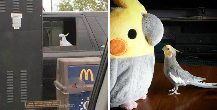 50 Parrots That Prove There Is Never A Dull Moment When Owning Them As A Pet