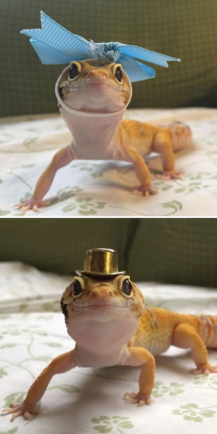 116 Times Lizards Were Caught Being Unbearably Cute