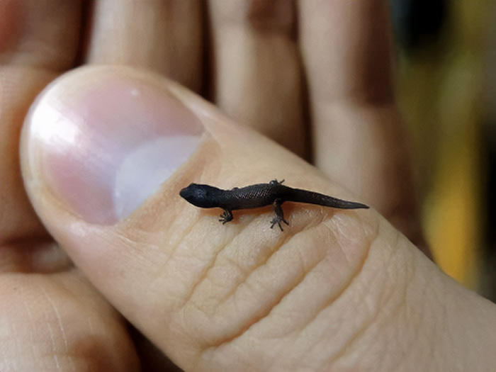 A Tiny Lizard! So Cute