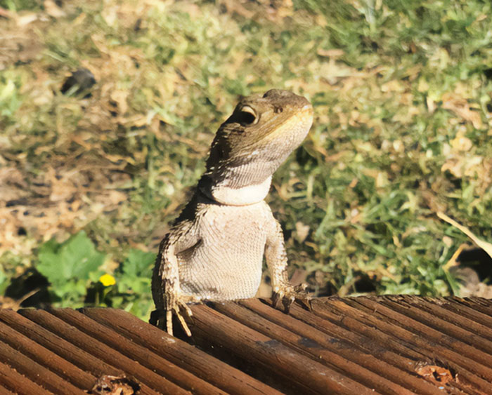 This Random Lizard Came To Watch And Chill With Us! I Thought It Was Pretty Cute