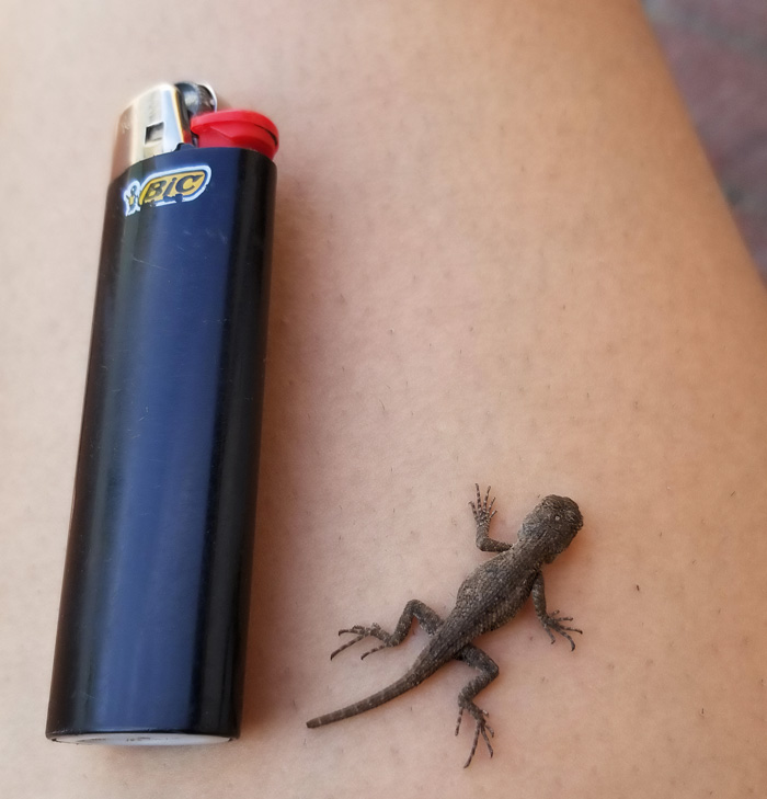 Cute Baby Lizard My BF Caught Today. I'm In Love
