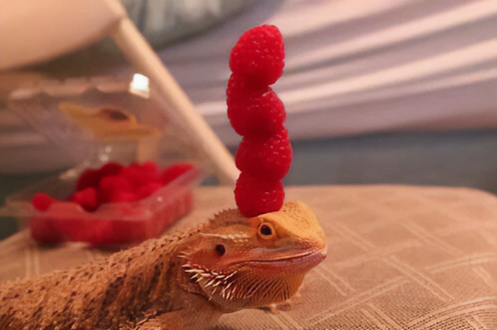 Apologies If You've Already Seen A Lizard Balancing Berries On Its Head Today