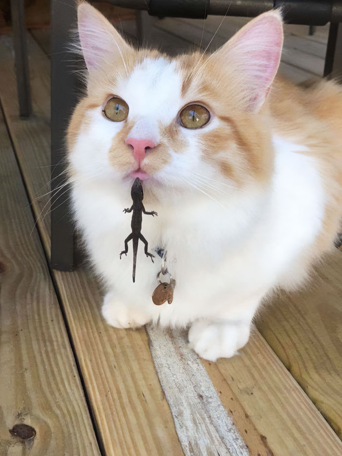 My Friend's Cat Playing With The Lizards