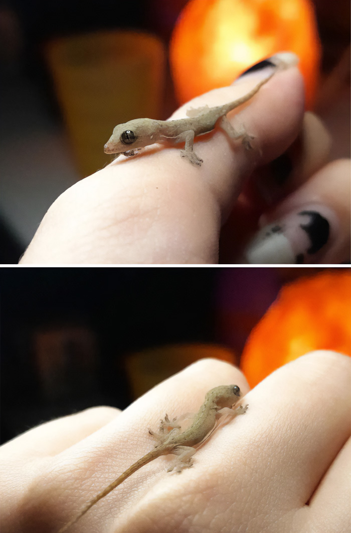 I Found A Baby Lizard