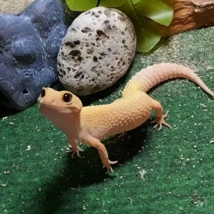 Gecko feliz