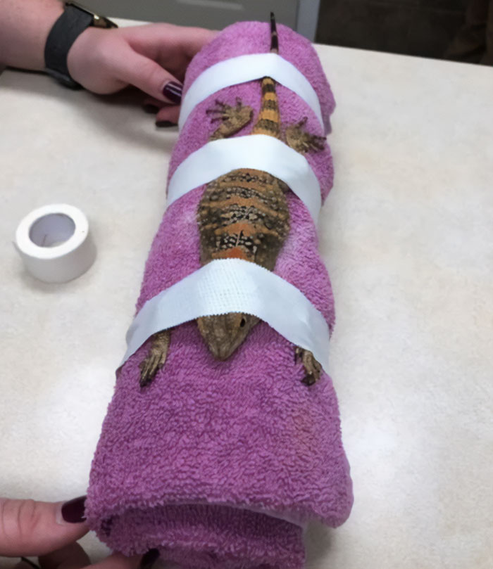 Damascus Was A Bad Man At The Vet And Was Very Bitey So He Got Put In The Lizard Straight Jacket For His X-Rays