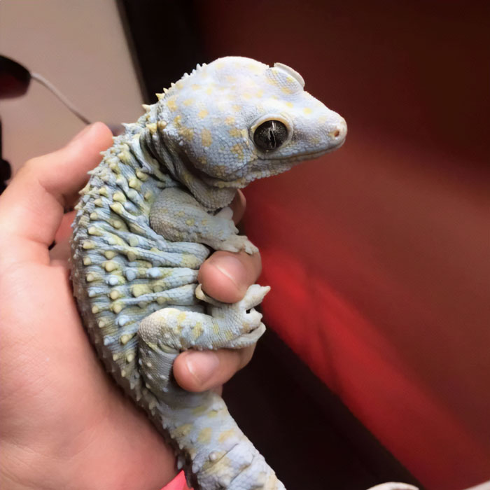 Este gecko arrugado