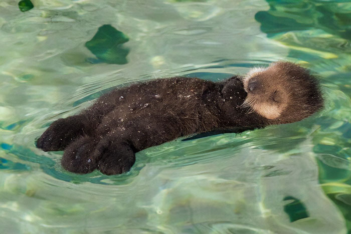New Baby Otter At The Monterey Aquarium