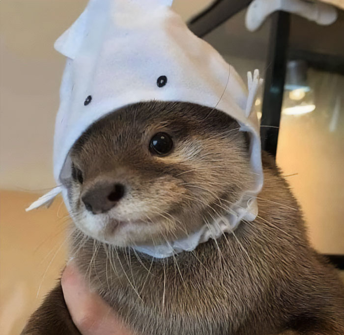 Otter Wearing A Hat