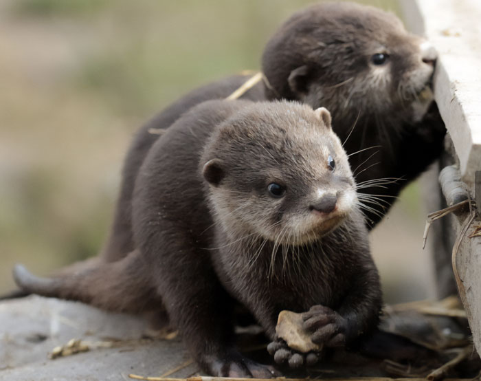 Cute Otter Baby