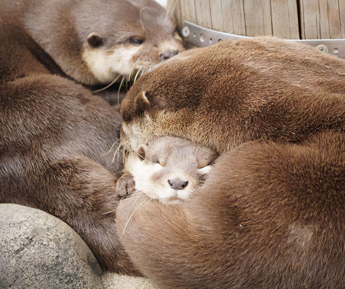 Just A Cute Otter Picture