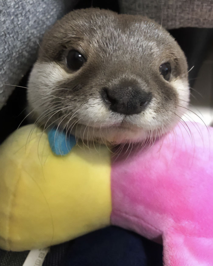 Cute Otter With Toy