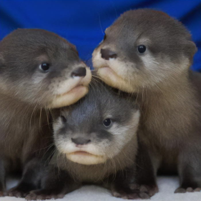 The North Carolina Aquarium Needs Help Naming This 3 Otter Pups